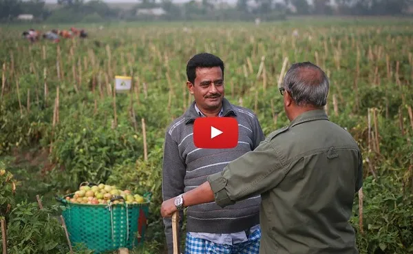 চট্টগ্রামের হালিশহরে আড়াই’শ বিঘা জমিতে সবজি খামার