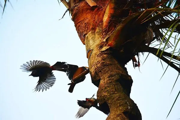শীতে অনন্য সন্দ্বীপের খেজুরের রস