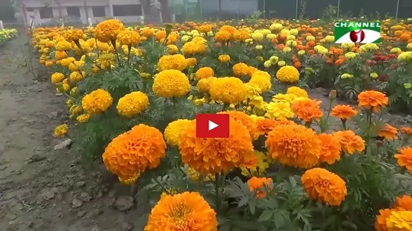 ময়লার ভাগাড়ে অনন্য ফুলের বাগান