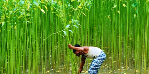 ৩ ধরনের কাঁচা পাট রপ্তানির বিপরীতে এলসি খোলা নিষেধ