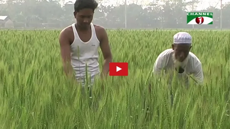 নেত্রকোনা ও ফরিদপুরে উচ্চ ফলনশীল গমের ভালো ফলন