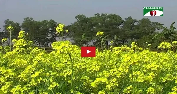 সরিষা চাষে দিনাজপুরের কৃষকের আগ্রহ