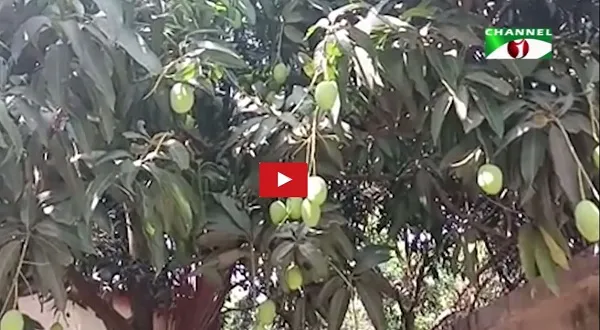 বেনাপোল ও শার্শায় উৎপাদিত আম ইউরোপে রপ্তানির উদ্যোগ