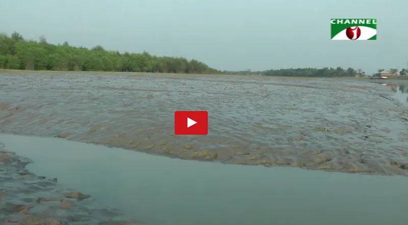 দখল ঠেকাতে খুলনার শিবসা নদীর চরে সুন্দরবনের আদলে বনায়ন