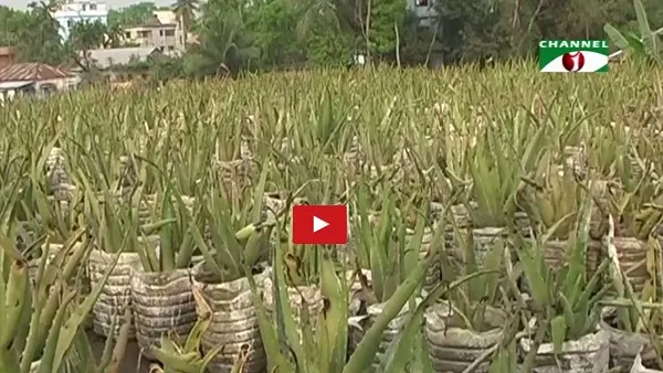 নেত্রকোণায় বাণিজ্যিকভাবে ঔষধি গাছ চাষ