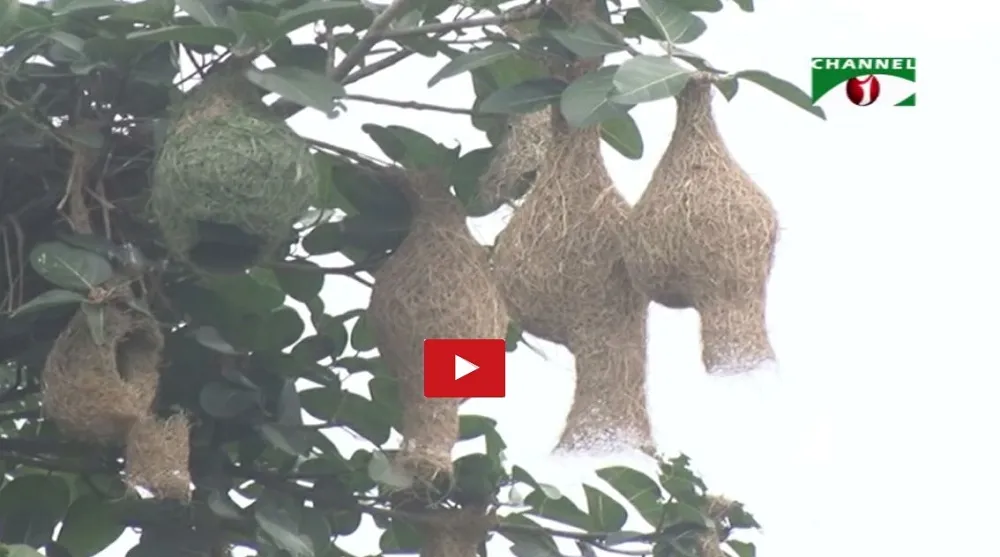এখনও বিলুপ্তপ্রায় বাবুই পাখির দেখা মিলে ঠাকুরগাঁওয়ের গ্রামগুলোতে