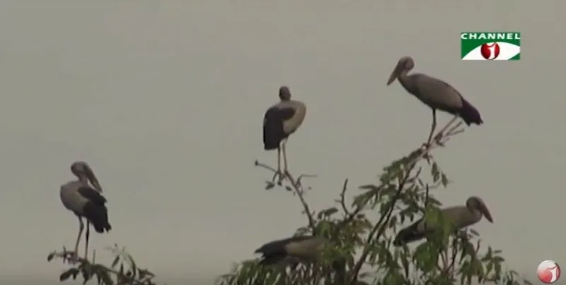 বগুড়ায় পাখির কলকাকলী, নিরাপত্তা সংকট