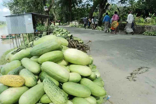 লালমি বাঙ্গির ভালো ফলনে লাভবান কৃষক