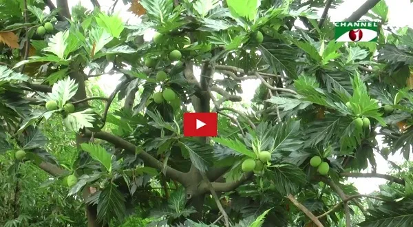 ঢাকা বিশ্ববিদ্যালয়ে রুটি ফলের গাছ