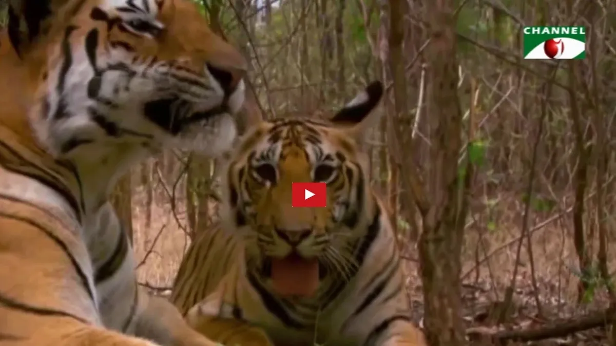 সুন্দরবনে বাঘের সংখ্যা বাড়ছে