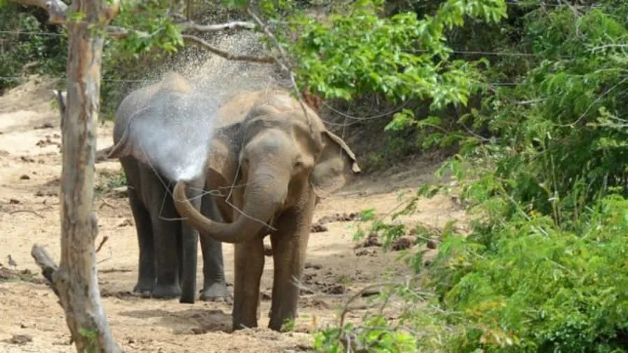 বন্য হাতির আক্রমনে চট্টগ্রামে নিহত ১