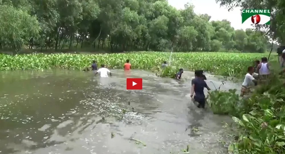 তুলশীগঙ্গা নদী থেকে স্বেচ্ছাশ্রমে কচুরীপানা অপসারণ