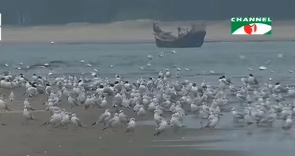 পরিযায়ী পাখি