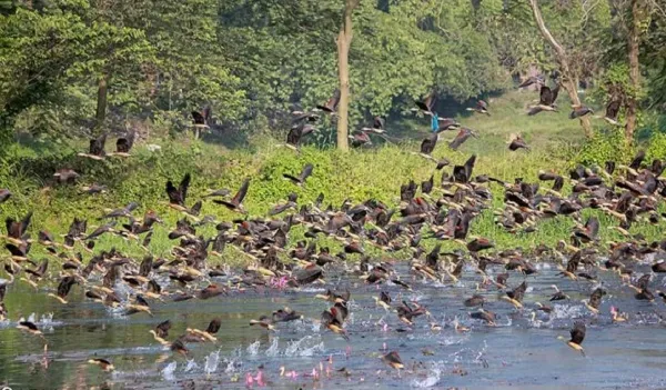 পাখি