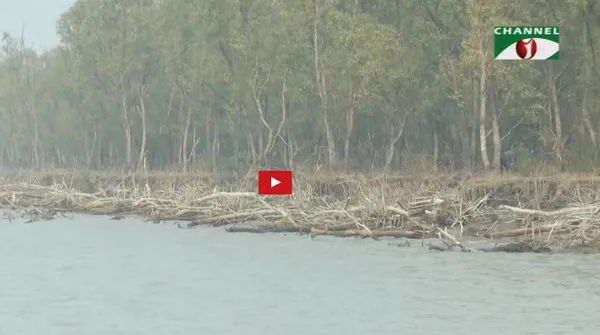 উপকূলের চরগুলোতে অবাধ বিচরণে নষ্ট হচ্ছে প্রাকৃতিক পরিবেশ