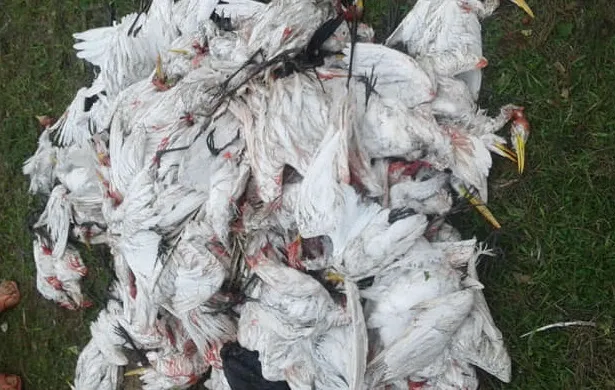 ঝড় ও শিলাবৃষ্টিতে সহস্রাধিক পাখির মৃত্যু