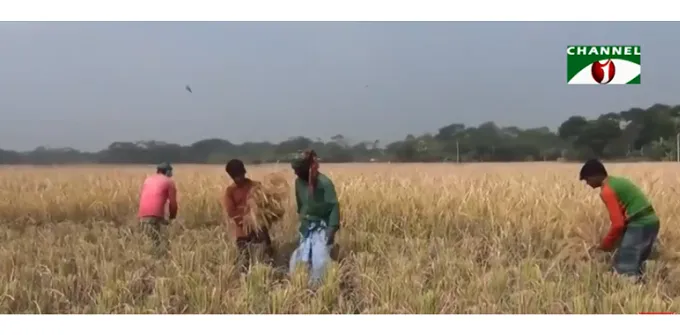 মৌসুম শেষ হলেও ধান কেনার আগ্রহ নেই মালিকদের