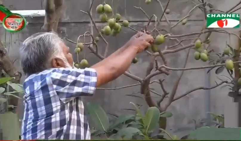 অবসরপ্রাপ্ত কৃষিবিদের ছাদকৃষি নিয়ে গবেষণা