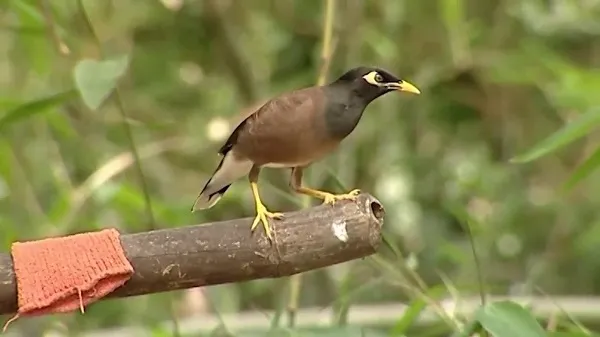 বিপ্রদাশ বড়ুয়া