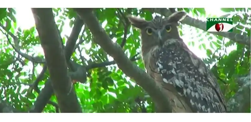 বন্যপ্রাণী বৈচিত্র্যে পাখিদের বড় অংশ শিকারি পাখি