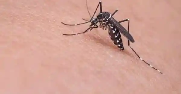 মশা