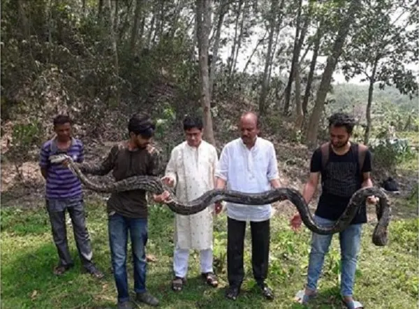 চবি ক্যাম্পাসে সাড়ে ১৪ ফুটের বিরাট এক অজগর