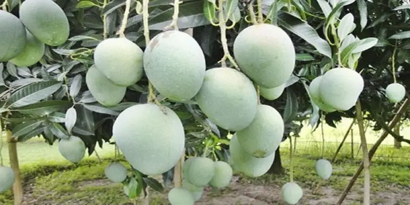 নাটোরে পাকা আম সংগ্রহের সময়সীমা নির্ধারণ করেছে জেলা প্রশাসন