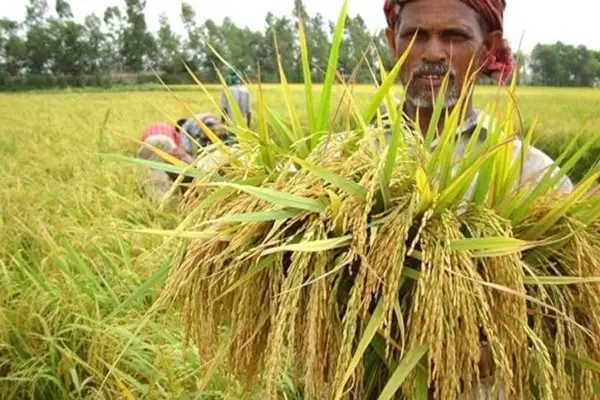 চালের দাম