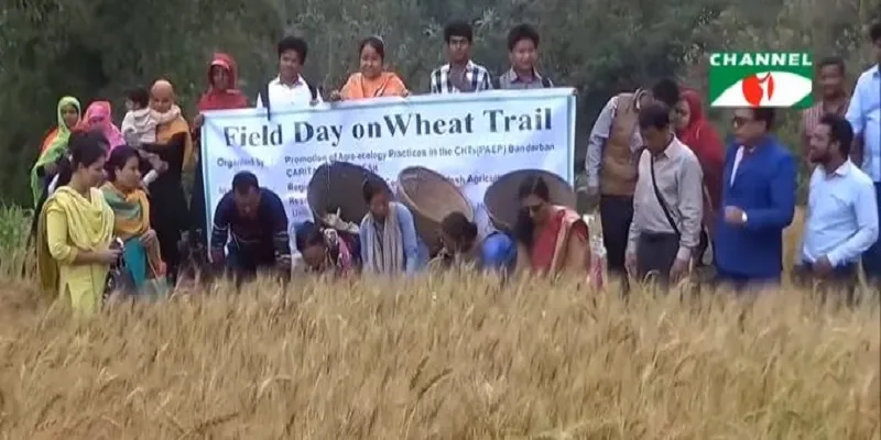 বান্দরবানে তামাকের পরিবর্তে গম চাষ