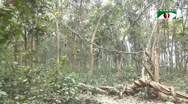 সিংড়া ফরেস্ট সংরক্ষণে কাজ করবে প্রকৃতি ও জীবন ফাউন্ডেশন