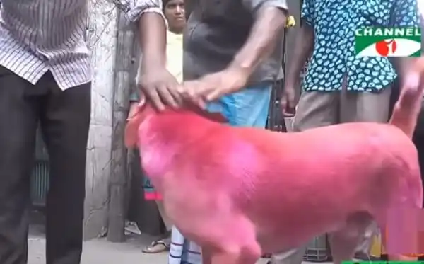 লাল রঙে রাঙানো হচ্ছে রাজধানীর কুকুরগুলোকে