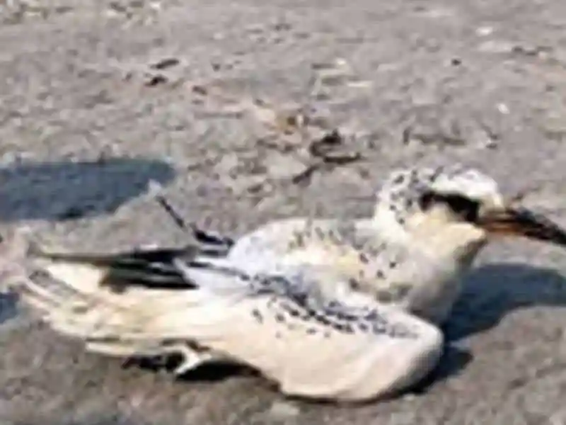 ফণী শুধু অতঙ্কের নয়, আর্শীবাদও