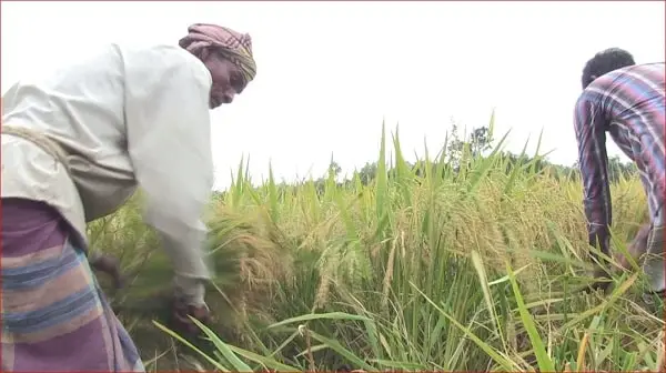 কৃষকের জমি দখলের পূর্বাভাস নয়তো!