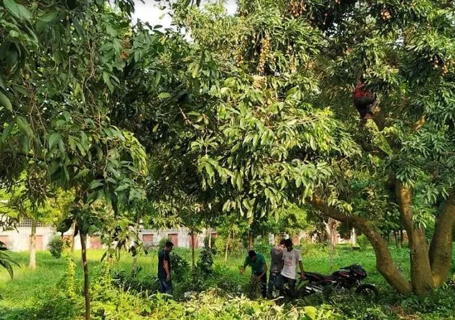 নেতাকে পেটানোর প্রতিবাদে লিচু খেয়ে ফেলেছে ছাত্রলীগ