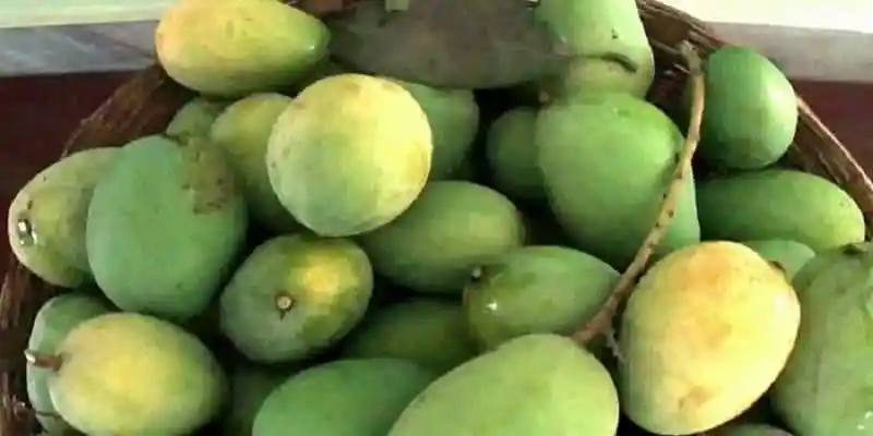 রাজশাহীর কোন আম কবে আসবে বাজারে?