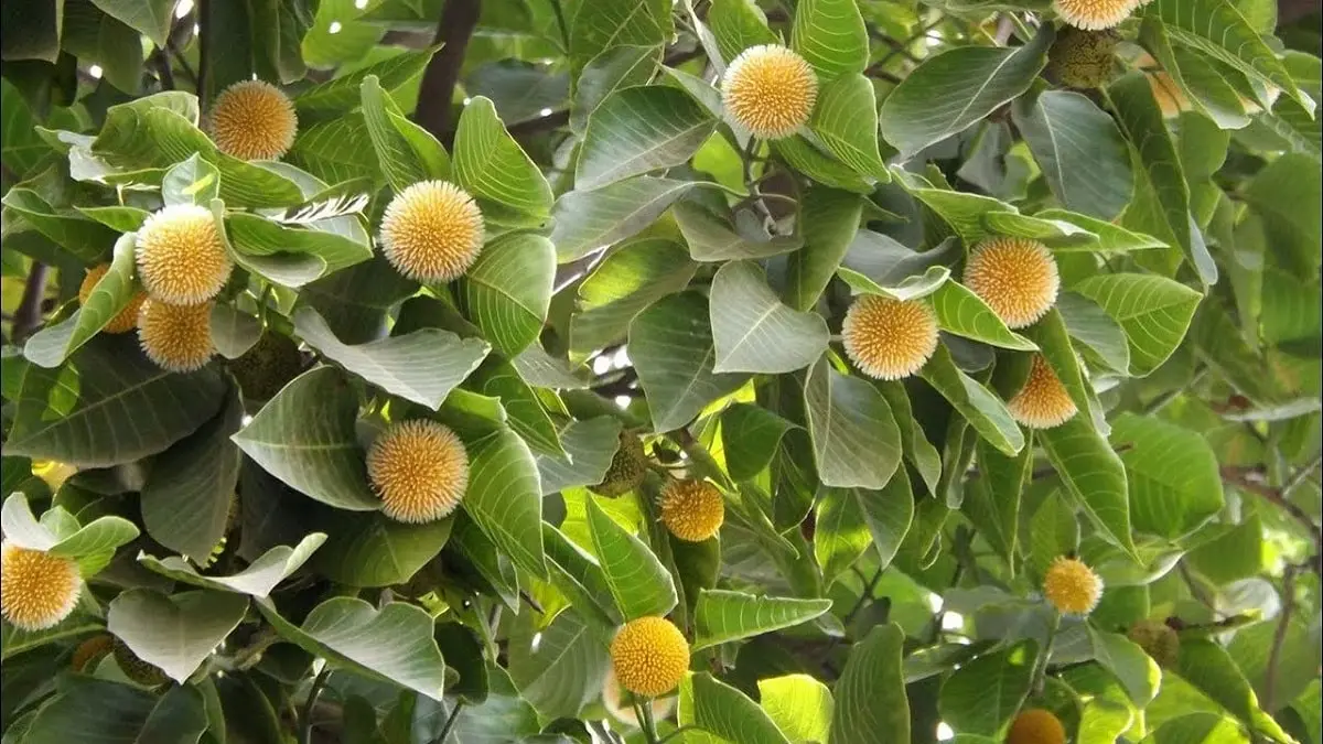 বাদল দিনের প্রথম কদম ফুল