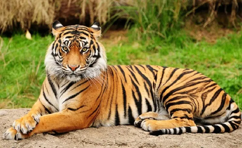 সুন্দরবনে বাঘের সংখ্যা বেড়েছে