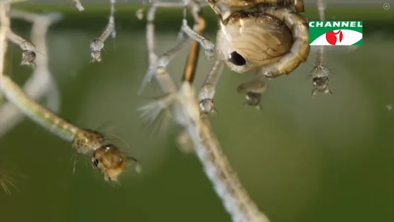 ডেঙ্গু-এডিস মশা