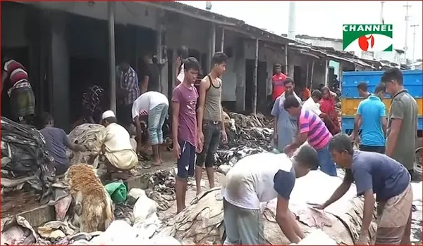নাটোরে চামড়ার দাম পাচ্ছে না মৌসুমি ব্যবসায়ীরা
