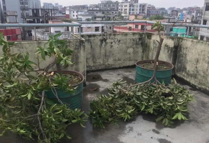 রাগে ছাদের সব গাছ কেটে ফেললেন আব্দুল ওয়াহেদ