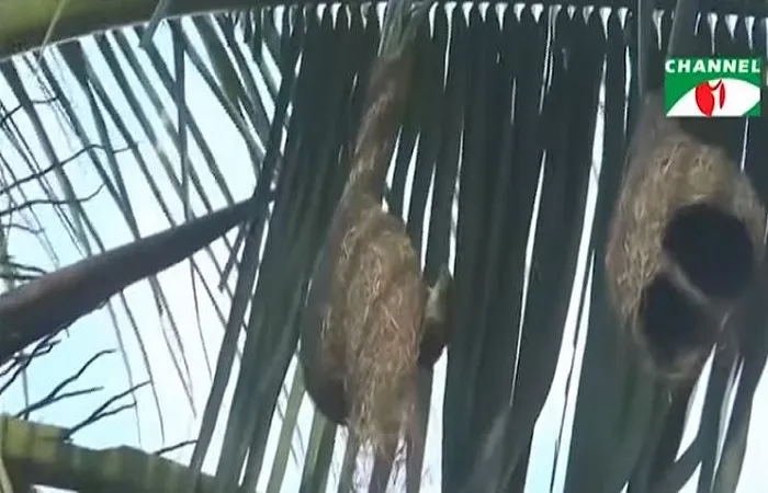 হারিয়ে যাচ্ছে বাবুই পাখি ও তার শৈল্পিক বাসা