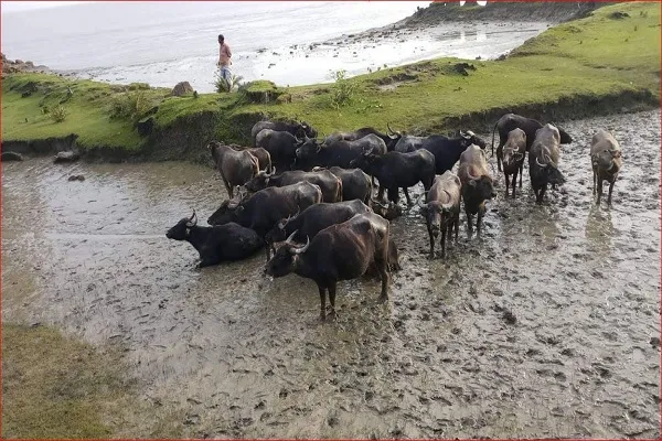 ইলিশের জালে ধরা পড়লো ২২ মহিষ