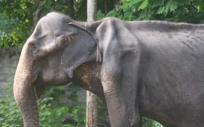 হাতিটি শেষ পর্যন্ত মরেই গেল!