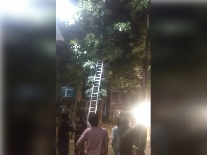 ঢাবিতে মগডালে আটকে থাকা বিড়াল উদ্ধার