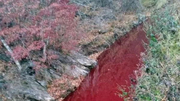 হাজার হাজার শূকরের রক্তে লাল ইমজিন নদী
