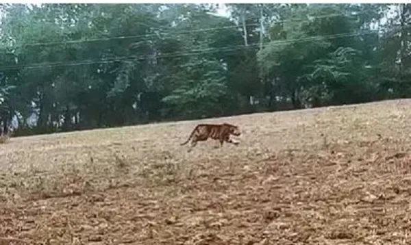 হঠাৎ লোকালয়ে বাঘ!