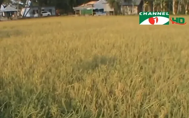 খাদ্যে স্বয়ংসম্পূর্ণতার পর নিরাপদ খাদ্য নিশ্চিতের চ্যালেঞ্জ