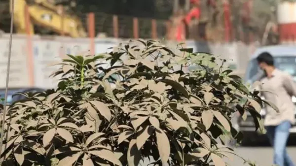 ধূলায় ধুঁকছে গাছের প্রাণ