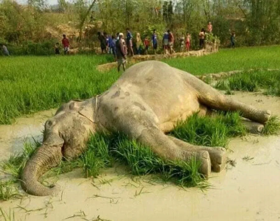পাহাড় থেকে পড়ে হাতির মৃত্যু