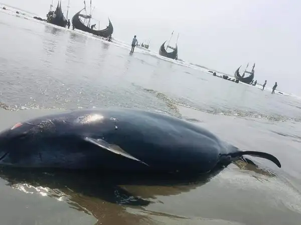 ডলফিনের মৃতদেহ সমুদ্রে ভাসছে, আশেপাশে নৌকা ও মানুষ দেখানো হয়েছে. Channel i News - চ্যানেল আই নিউজ